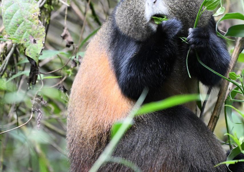 Photo of a Golden Monkey captured in Volcanoes National Park Rwanda