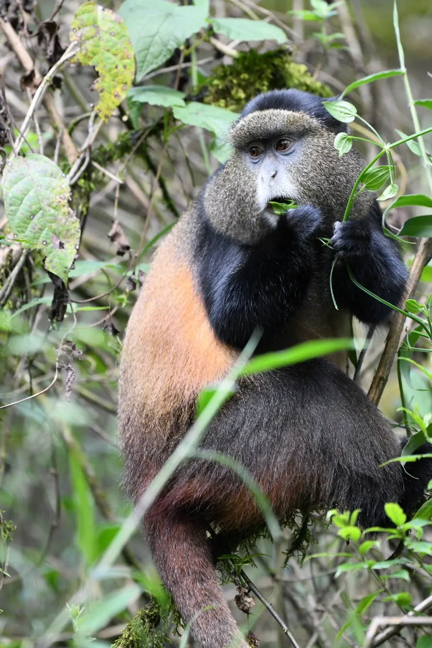 Photo of a Golden Monkey captured in Volcanoes National Park Rwanda