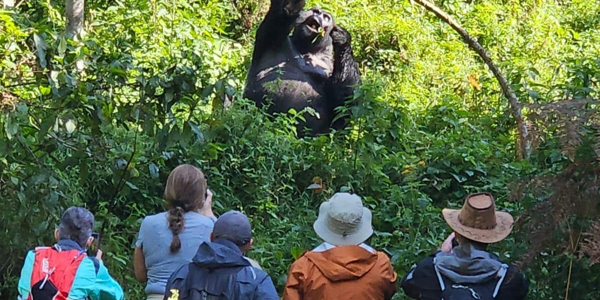Our Guests watching Mishaya Silvaback so close during there Trekking in Rushaga