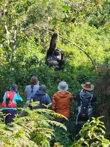 Our Guests watching Mishaya Silvaback so close during there Trekking in Rushaga