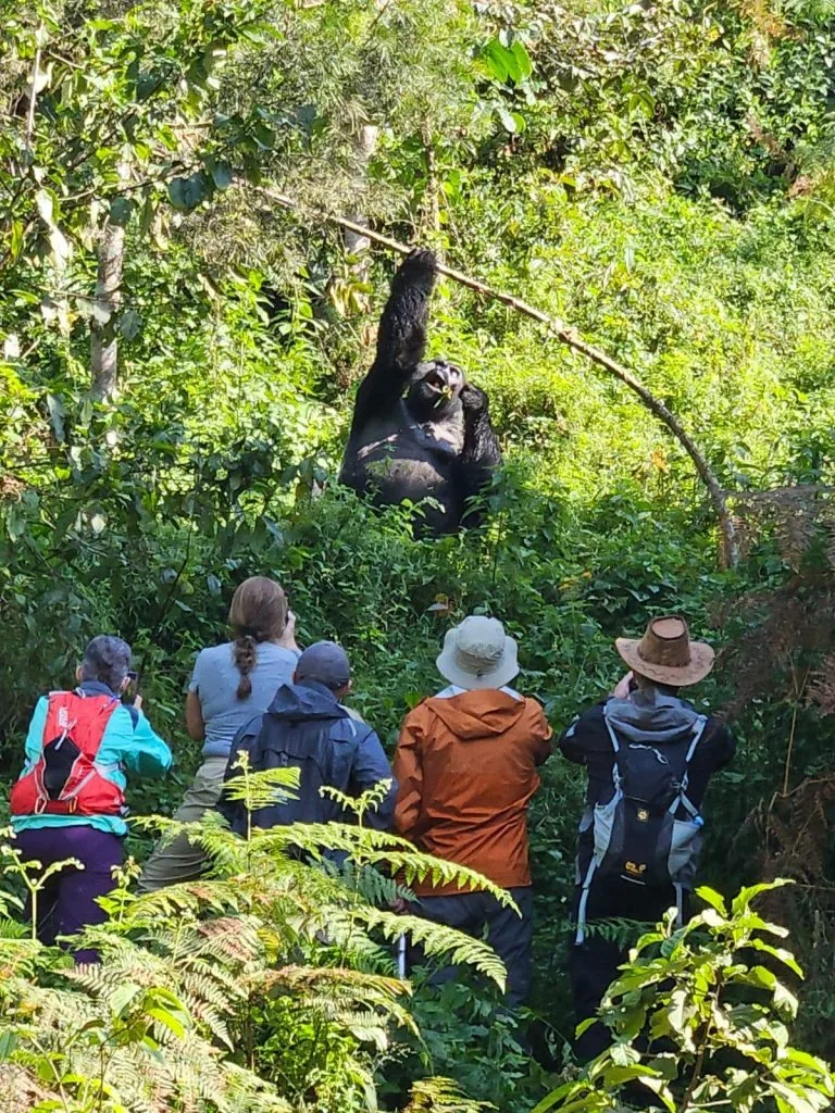 Our Guests watching Mishaya Silvaback so close during there Trekking in Rushaga