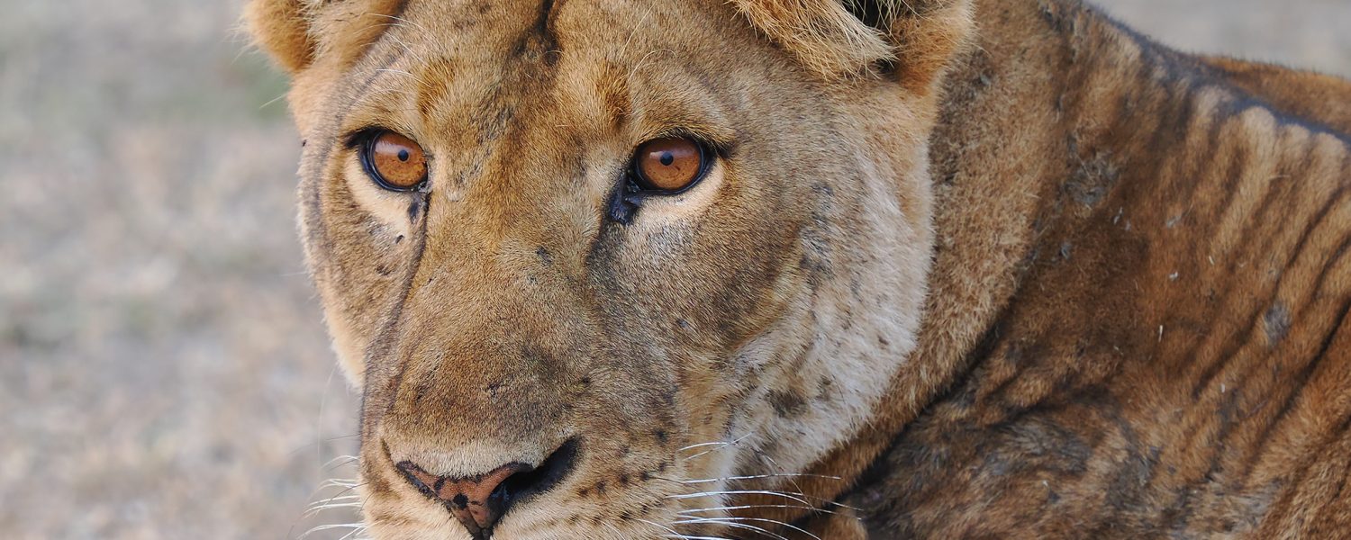 New Price Experiential Lion Tracking Uganda