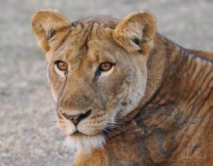 New Price Experiential Lion Tracking Uganda