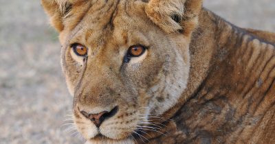 New Price Experiential Lion Tracking Uganda