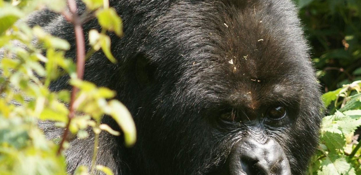 Ndahura Silverback the leader of Bitukura Gorilla Family in Ruhija