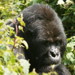 Ndahura Silverback the leader of Bitukura Gorilla Family in Ruhija