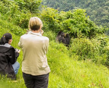 Book your gorilla habituation permits with Native Africa Tours for extended gorilla trekking