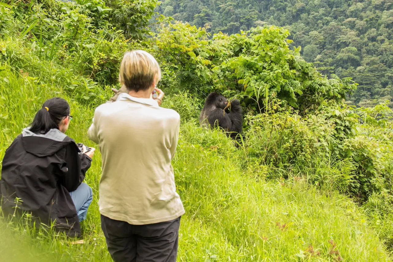 Book your gorilla habituation permits with Native Africa Tours for extended gorilla trekking