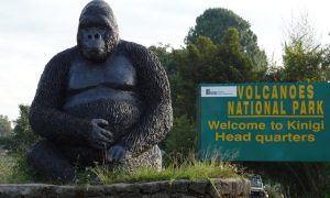 Volcanoes National Park Main Entrance where they do Registration of Gorilla Trekking Permits and Age of the Guests