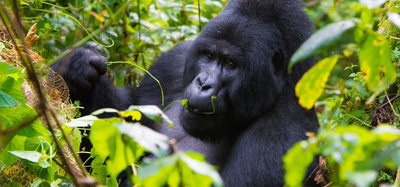 Gorilla habituation in the Rushaga sector Uganda extended gorilla experience