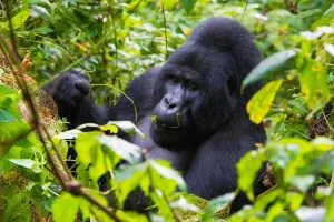 Gorilla habituation in the Rushaga sector Uganda extended gorilla experience