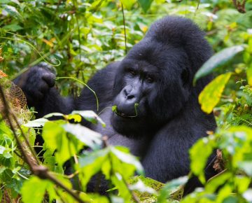 Gorilla habituation in the Rushaga sector Uganda extended gorilla experience