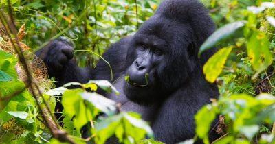 Gorilla habituation in the Rushaga sector Uganda extended gorilla experience