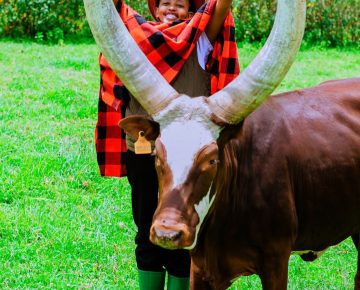 Bigogwe cows tour in Rwanda with Ankole long horn cattle and cultural experience