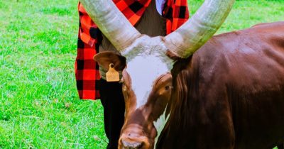 Bigogwe cows tour in Rwanda with Ankole long horn cattle and cultural experience