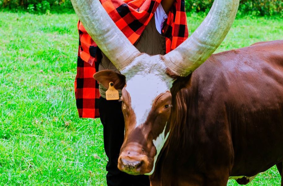 Bigogwe cows tour in Rwanda with Ankole long horn cattle and cultural experience