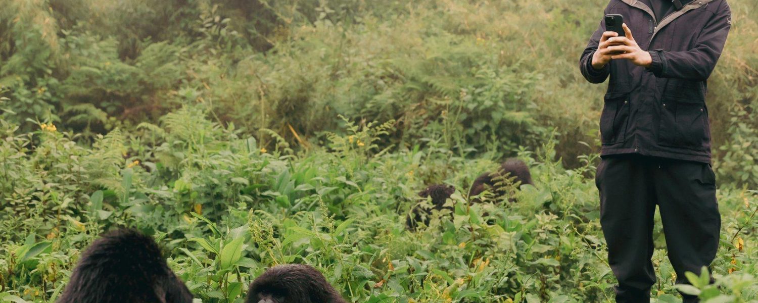 Rwanda gorilla trekking in the rainy season with mountain gorillas in lush forest