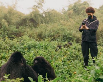 Rwanda gorilla trekking in the rainy season with mountain gorillas in lush forest