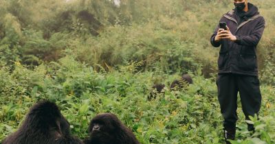 Rwanda gorilla trekking in the rainy season with mountain gorillas in lush forest