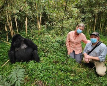 Rwanda gorilla trekking in the dry season sunny conditions and gorilla encounter