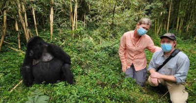 Rwanda gorilla trekking in the dry season sunny conditions and gorilla encounter
