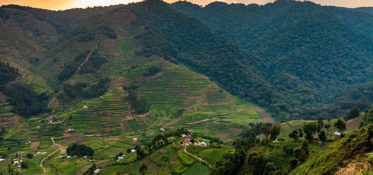 Altitude for gorilla trekking in Uganda steep forest trails in Bwindi