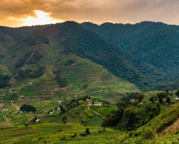 Altitude for gorilla trekking in Uganda steep forest trails in Bwindi