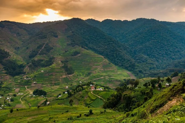 Altitude for gorilla trekking in Uganda steep forest trails in Bwindi