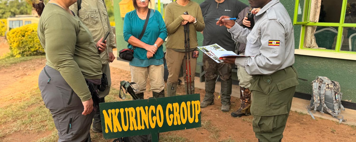 Gorilla trekking tours to Nkuringo visitors tracking gorillas in Bwindi