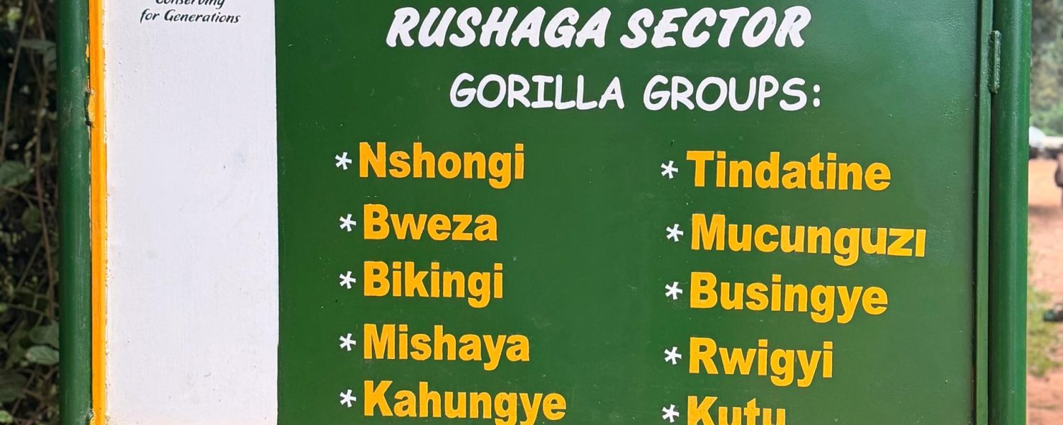 Wild animals of Bwindi Impenetrable National Park mountain gorillas in rainforest