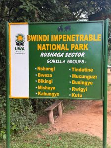 Wild animals of Bwindi Impenetrable National Park mountain gorillas in rainforest