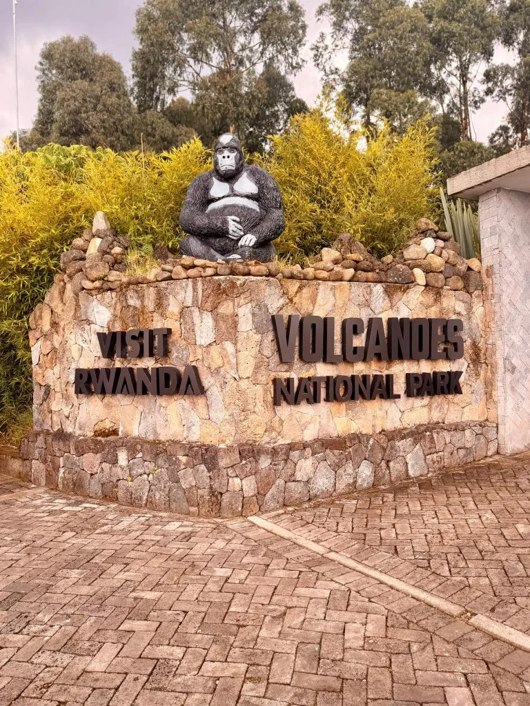 Gorilla trekking in Volcanoes National Park during low season in Rwanda