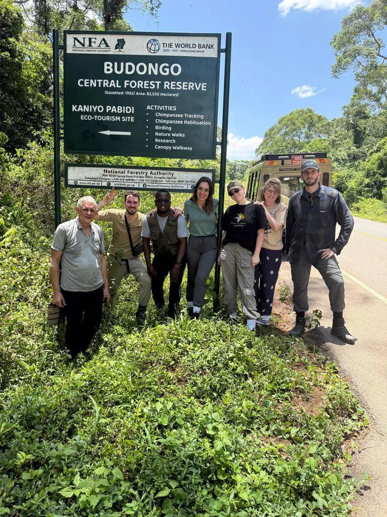 New chimpanzee permit prices for Budongo Forest chimp trekking experience