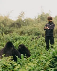 Gorilla trekking in Rwanda during peak season tourists tracking gorillas