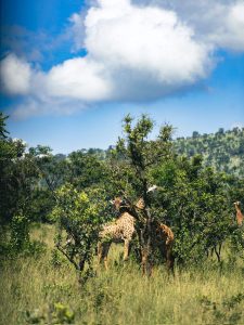 A Wildlife Conservation Success of Akagera National Park in Rwanda