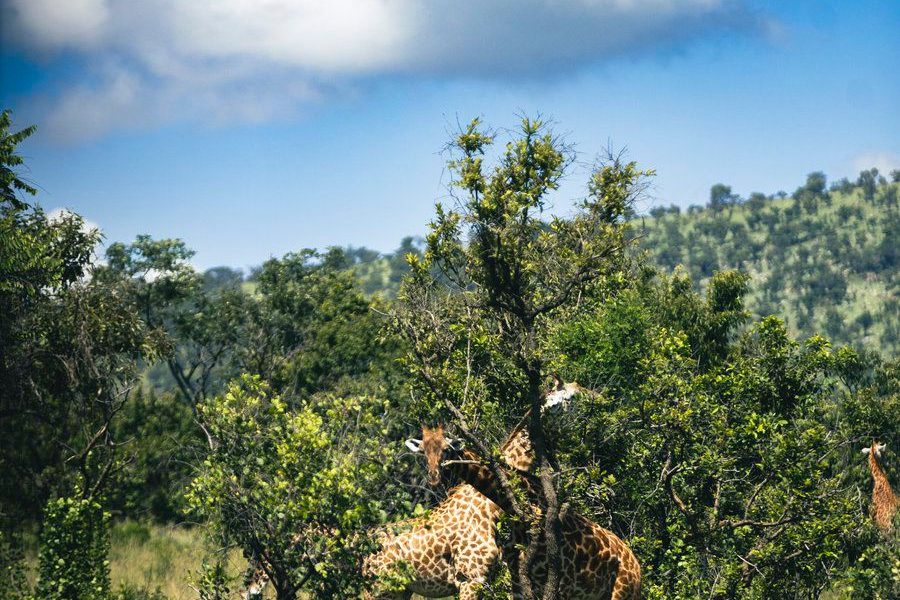 A Wildlife Conservation Success of Akagera National Park in Rwanda