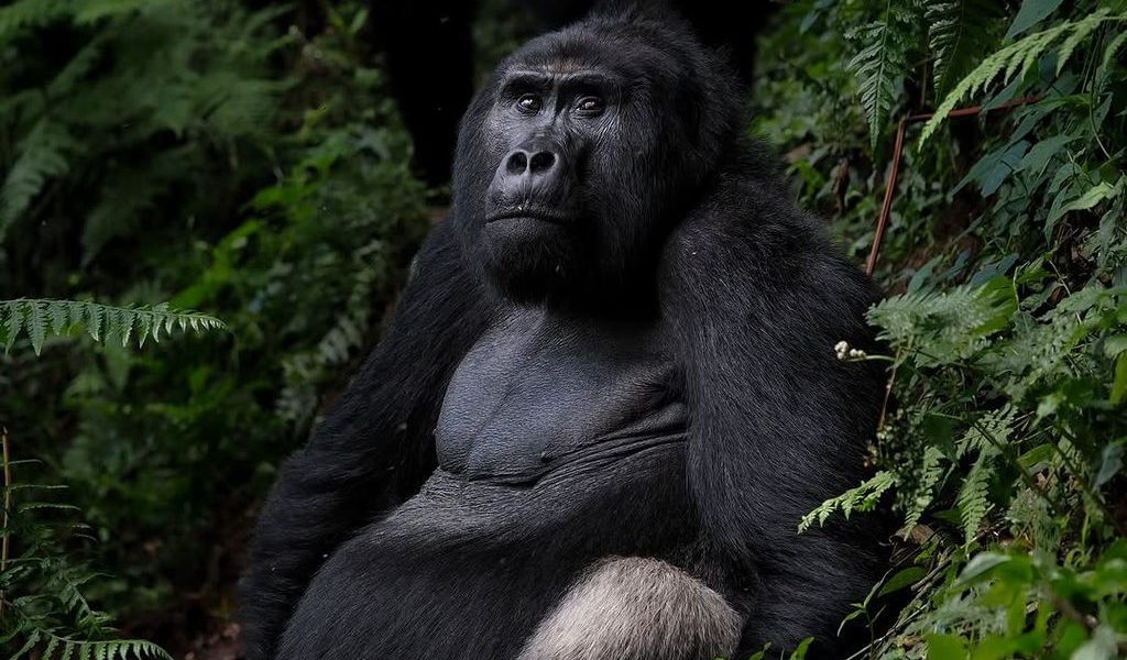 Rwanda animals guide featuring mountain gorillas in Volcanoes National Park
