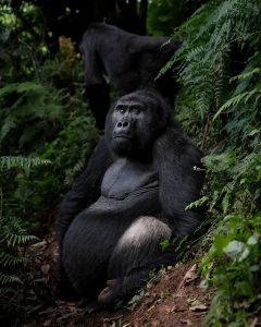 Rwanda animals guide featuring mountain gorillas in Volcanoes National Park