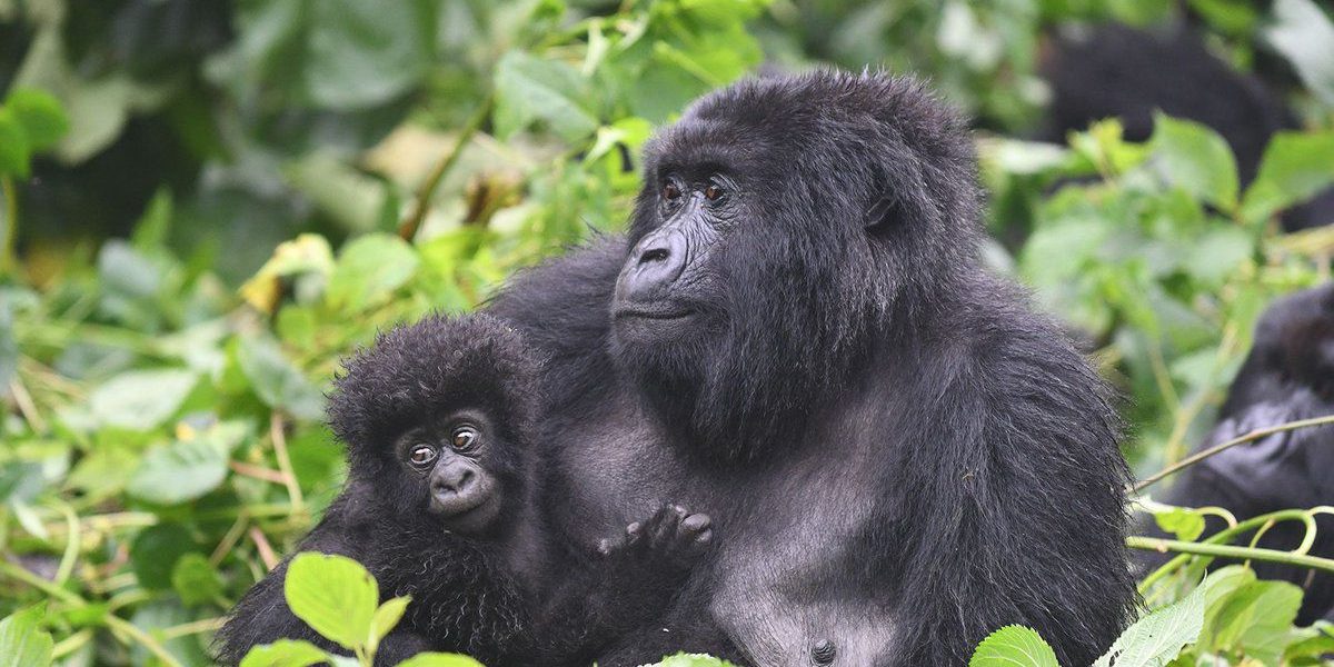 Mountain gorilla family with silverback and young gorillas