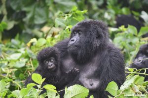 Mountain gorilla family with silverback and young gorillas