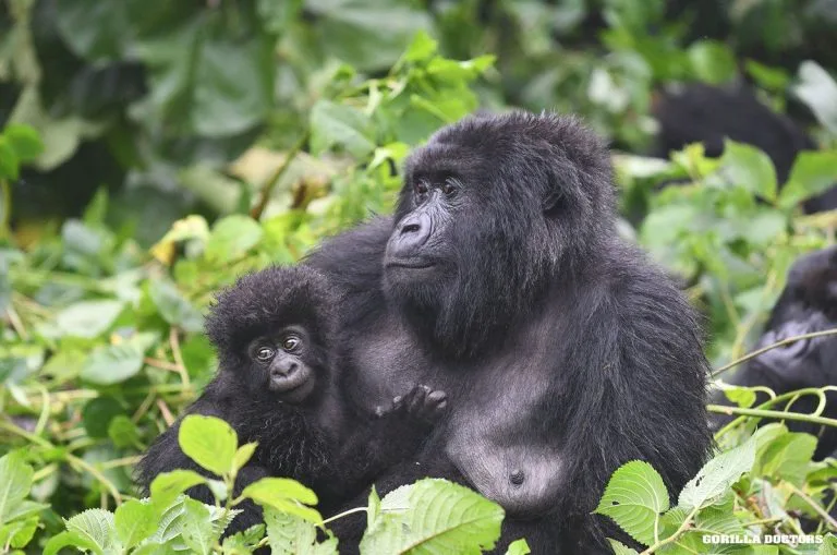 Mountain gorilla family with silverback and young gorillas