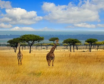 18 Days Tanzania and Uganda Safari