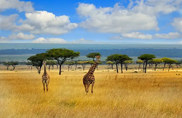 18 Days Tanzania and Uganda Safari