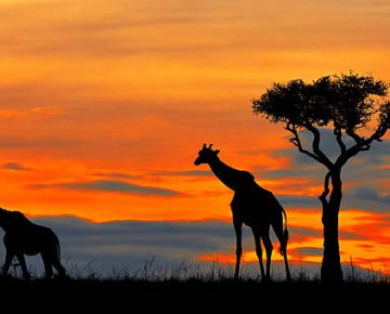 7 Days Rwanda and Tanzania Safari