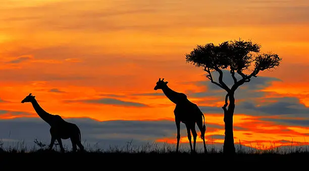 7 Days Rwanda and Tanzania Safari