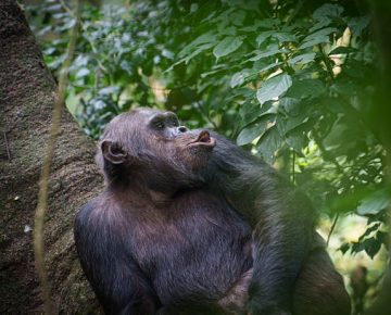 Rwanda Safari Chimpanzees Hiking Gorillas