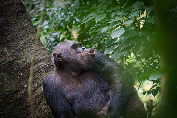 Rwanda Safari Chimpanzees Hiking Gorillas