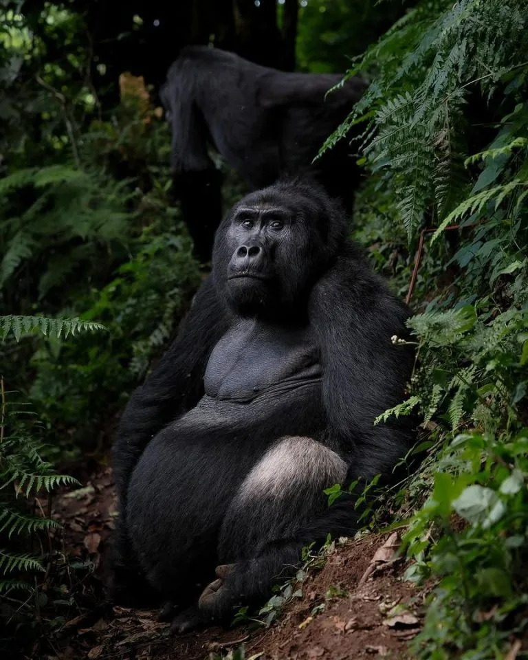 Combining Gorilla Trekking with a Classic African Safari