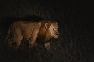 Male Lion Spotted on A night safari in Murchison falls by Our Guests.