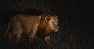 Male Lion Spotted on A night safari in Murchison falls by Our Guests.